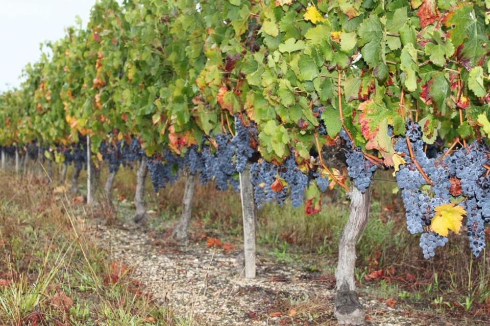 مبيت وإفطار Pugnac Chateau Couchebout المظهر الخارجي الصورة